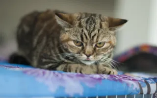 Выставка кошек в Севастополе собрала любителей и заводчиков «усатых и полосатых». Первый день