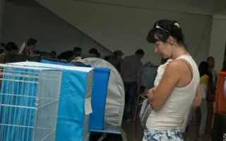 Выставка кошек в Севастополе собрала любителей и заводчиков «усатых и полосатых». Первый день