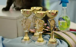 Самая пушистая выставка в Севастополе. Подведение итогов