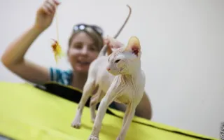 В Севастополе состоялась международная выставка кошек «Бархатный сезон- 2012»