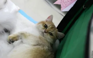 В Севастополе состоялась международная выставка кошек «Бархатный сезон- 2012»