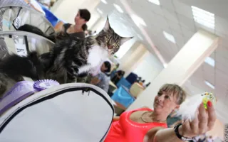 В Севастополе состоялась международная выставка кошек «Бархатный сезон- 2012»