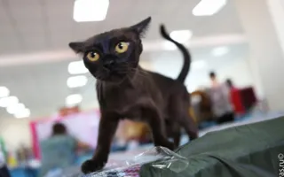 В Севастополе состоялась международная выставка кошек «Бархатный сезон- 2012»