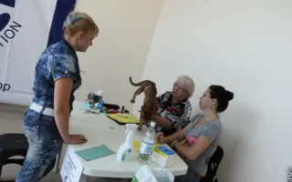 В Севастополе состоялась международная выставка кошек «Бархатный сезон- 2012»