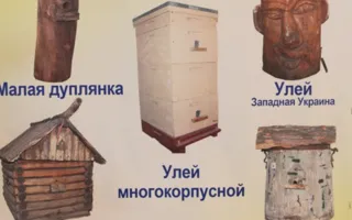 Картины воском, монеты и многое другое — на медовой выставке-ярмарке в Севастополе