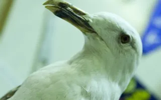 Народный музей истории развития рыбной промышленности Юга Украины отметил 40-летие