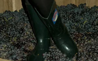 В Севастополе стартовал праздник молодого вина «Beaujolais nouveau» (Божоле нуво)