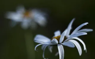 Макромир глазами севастопольских фотографов