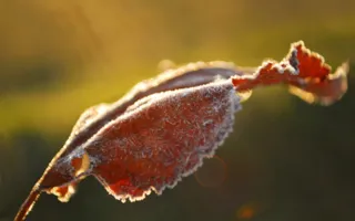 Фотографы творческого союза «Севастопольский фотосалон» подготовили выставку «Лютики-цветочки»