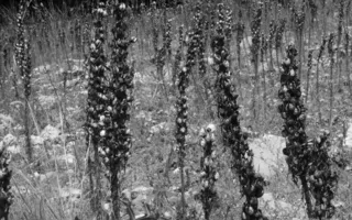 Фотографы творческого союза «Севастопольский фотосалон» подготовили выставку «Лютики-цветочки»