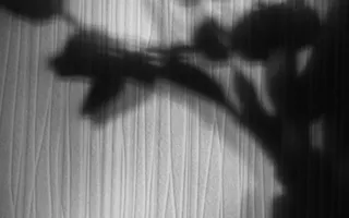 Фотографы творческого союза «Севастопольский фотосалон» подготовили выставку «Лютики-цветочки»