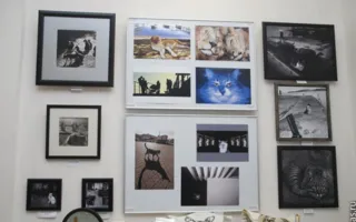 «Пушистая» выставка «Кошачий март» в Доме Москвы