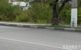 Иномарка врезалась в дерево в районе остановки «Дмитрия Ульянова». Видео последствий ДТП