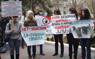 Средства на стерилизацию бездомных животных «освиваются», а животных убивают, считают защитники животных