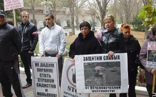 Средства на стерилизацию бездомных животных «освиваются», а животных убивают, считают защитники животных