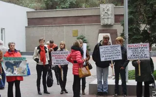 Средства на стерилизацию бездомных животных «освиваются», а животных убивают, считают защитники животных