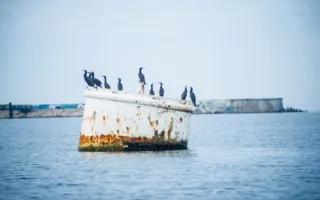 Собрание «моржей» в Севастополе