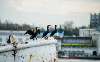 Собрание «моржей» в Севастополе
