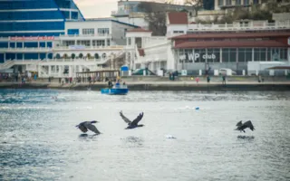 Собрание «моржей» в Севастополе