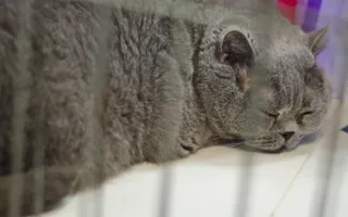 В Севастополе открылась выставка кошек «Рождественские встречи»