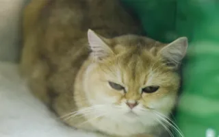 В Севастополе открылась выставка кошек «Рождественские встречи»