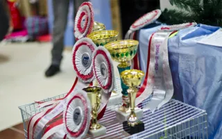В Севастополе открылась выставка кошек «Рождественские встречи»