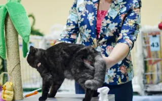 В Севастополе открылась выставка кошек «Рождественские встречи»