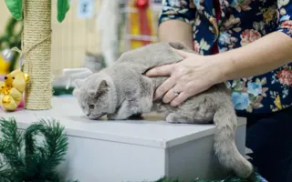 В Севастополе открылась выставка кошек «Рождественские встречи»