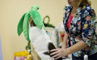 В Севастополе открылась выставка кошек «Рождественские встречи»