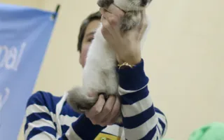 В Севастополе открылась выставка кошек «Рождественские встречи»