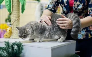 В Севастополе открылась выставка кошек «Рождественские встречи»