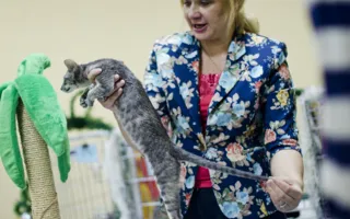 В Севастополе открылась выставка кошек «Рождественские встречи»
