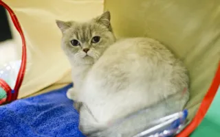 В Севастополе подвели итоги Международной выставки кошек «Рождественские встречи»