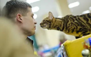 В Севастополе подвели итоги Международной выставки кошек «Рождественские встречи»