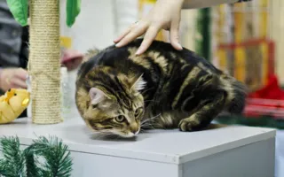 В Севастополе подвели итоги Международной выставки кошек «Рождественские встречи»