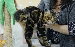 В Севастополе подвели итоги Международной выставки кошек «Рождественские встречи»