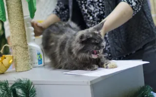 В Севастополе подвели итоги Международной выставки кошек «Рождественские встречи»
