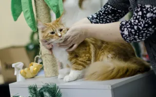 В Севастополе подвели итоги Международной выставки кошек «Рождественские встречи»
