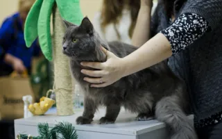 В Севастополе подвели итоги Международной выставки кошек «Рождественские встречи»