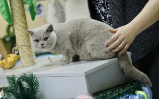 В Севастополе подвели итоги Международной выставки кошек «Рождественские встречи»