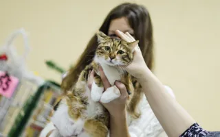 В Севастополе подвели итоги Международной выставки кошек «Рождественские встречи»