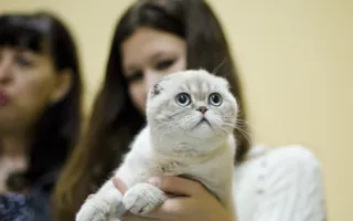 В Севастополе подвели итоги Международной выставки кошек «Рождественские встречи»