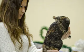 В Севастополе подвели итоги Международной выставки кошек «Рождественские встречи»