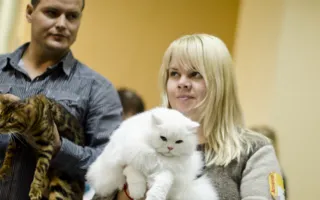 В Севастополе подвели итоги Международной выставки кошек «Рождественские встречи»