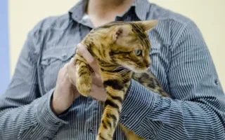 В Севастополе подвели итоги Международной выставки кошек «Рождественские встречи»