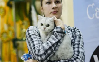 В Севастополе подвели итоги Международной выставки кошек «Рождественские встречи»