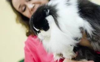 В Севастополе подвели итоги Международной выставки кошек «Рождественские встречи»