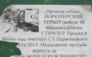 Йоркширский терьер — это не просто собака. Такого сложно найти даже за 4 000 гривен