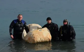 Севастопольские водолазы-сапёры извлекли 800-килограммовую веху, наводившую страх на дайверов Ялты