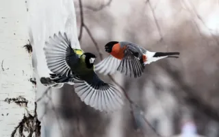 Фотовыставка «Дикая природа России — 2013» вновь в Севастополе